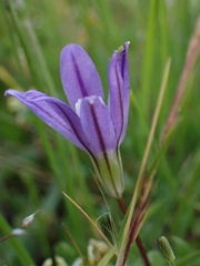 Brodiaea stellaris
