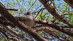 Zonotrichia capensis insularis