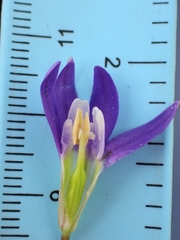 Brodiaea stellaris, photograph (c) Hank Raizen, some rights reserved (CC BY)