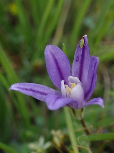 Brodiaea stellaris, photograph 3