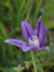 Brodiaea stellaris, photograph (c) Hank Raizen, some rights reserved (CC BY)