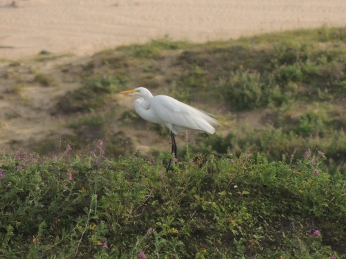 Great Egret