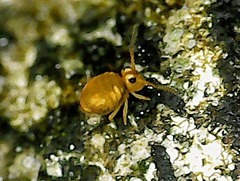 Sminthurinus aureus