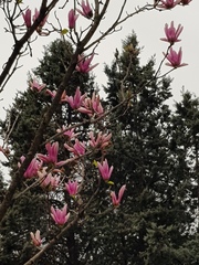 Magnolia