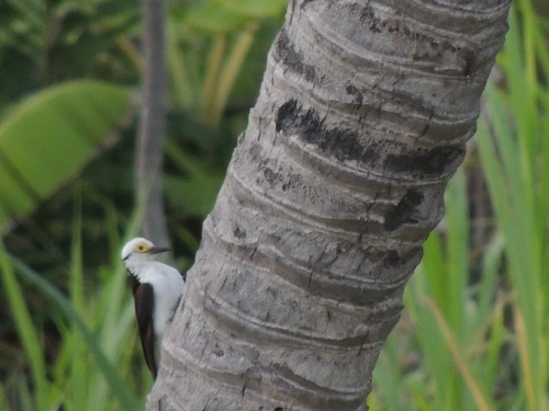 White Woodpecker