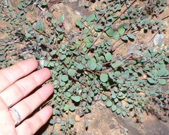 Phyllanthus parvulus parvulus