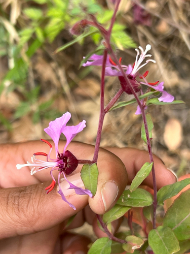 iNaturalist observation photo of Elegant Clarkia