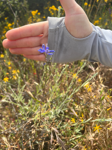iNaturalist observation photo of larkspurs
