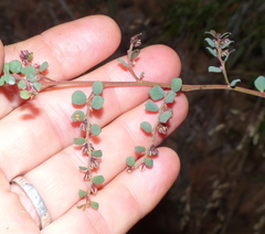 Phyllanthus parvulus parvulus