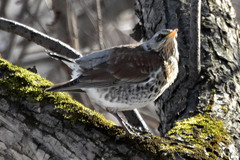Turdus pilaris