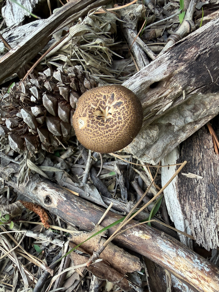 Lentinus arcularius · May 2026 · photo: © joeyparsons (iNaturalist, cc-by)