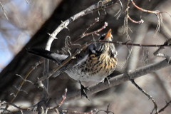Turdus pilaris