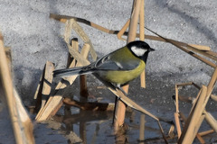 Parus major