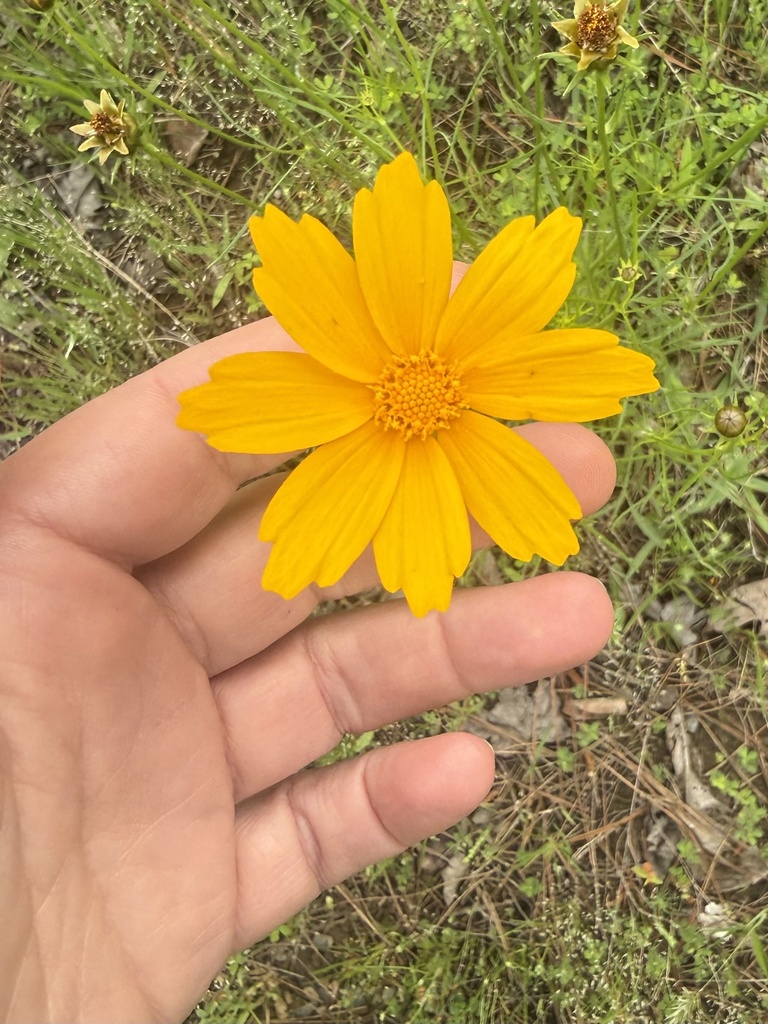 Duyên cúc hoa to – Coreopsis grandiflora