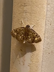 Anania coronata