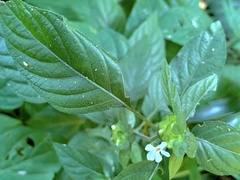 Phaulopsis imbricata