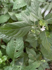 Phaulopsis imbricata