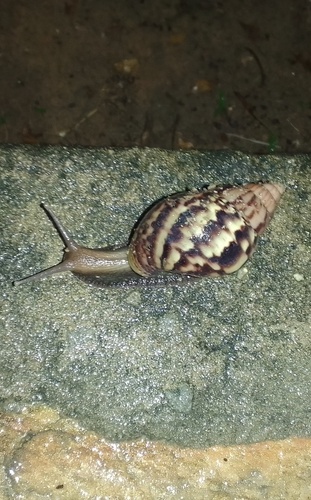 Lissachatina fulica