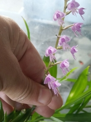 Stenoglottis