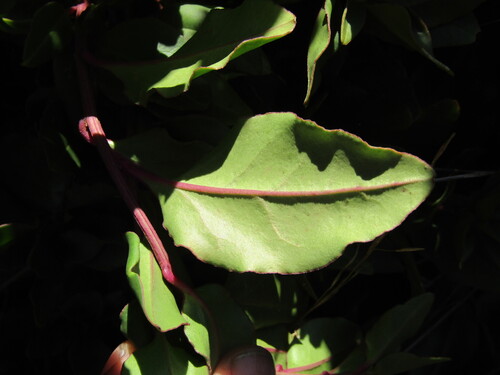 Ercilla spicata, photograph 2