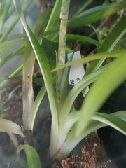 Stenoglottis