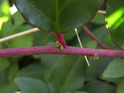 Ercilla spicata, photograph 3