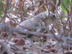 Phyllastrephus cabanisi