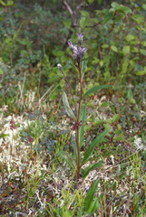 Saussurea tilesii putoranica