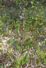 Saussurea tilesii putoranica