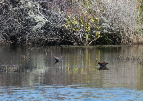 Spotless Crake (Zapornia tabuensis), photo 7