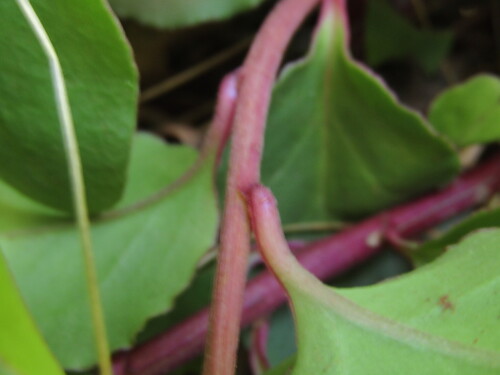 Ercilla spicata, photograph 4