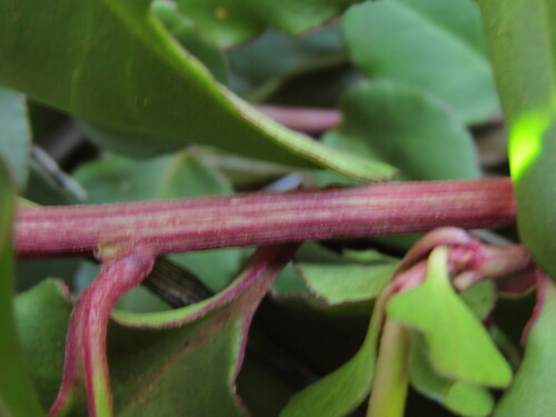 Ercilla spicata, photograph 6