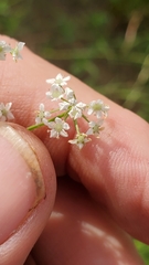 Limnosciadium pumilum