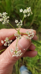 Limnosciadium pumilum