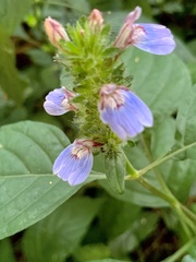 Justicia petiolaris