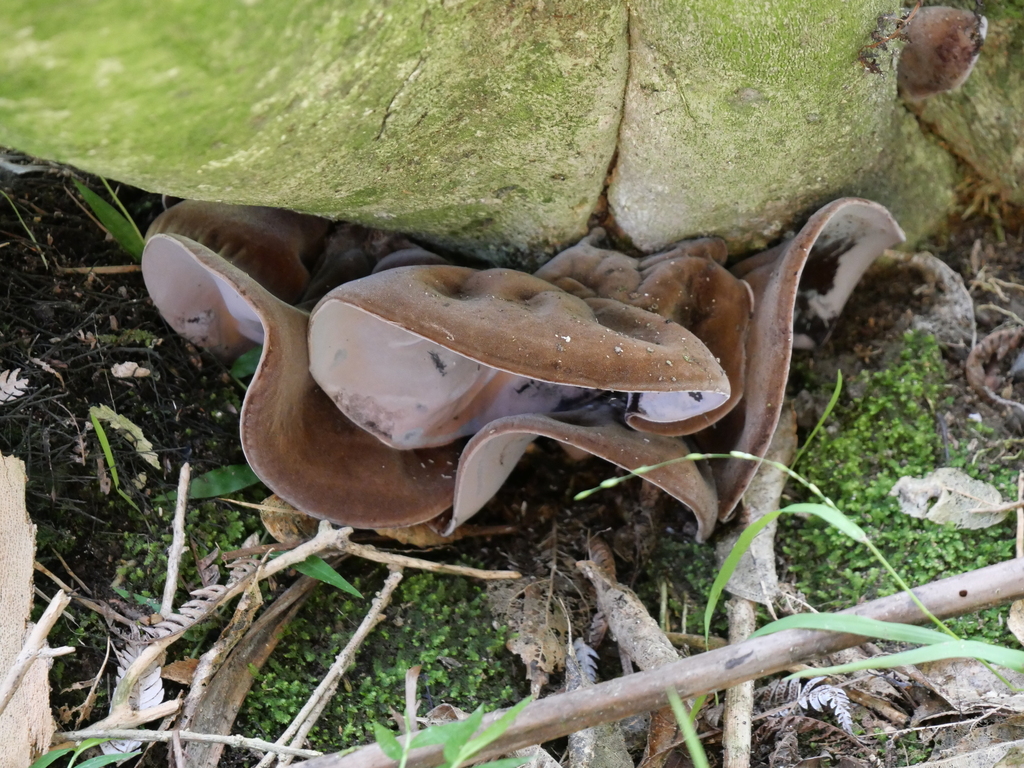 Auricularia cornea · April 2026 · photo: © nic_charlton (iNaturalist, cc-by)