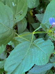 Justicia petiolaris