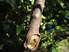 (c) Bruno Avilez, some rights reserved (CC BY) Adenopeltis serrata, photograph (c) Bruno Avilez, some rights reserved (CC BY)