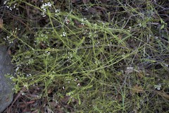 Platysace linearifolia