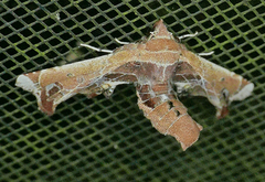 Eutelia pulcherrimus