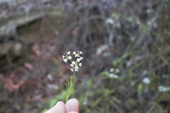 Platysace linearifolia