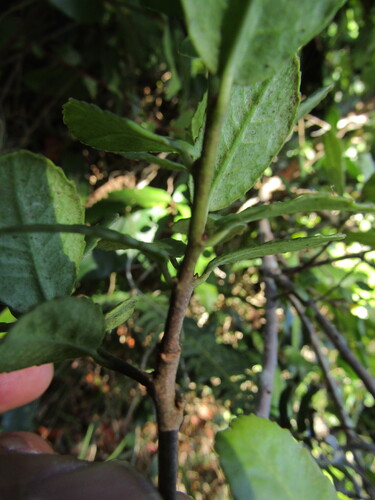 Adenopeltis serrata, photograph 3