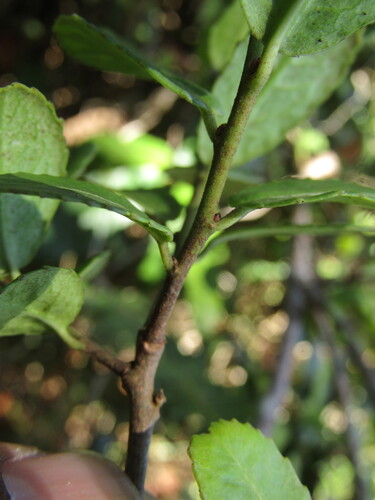 Adenopeltis serrata, photograph 2