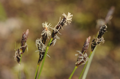 Carex caryophyllea