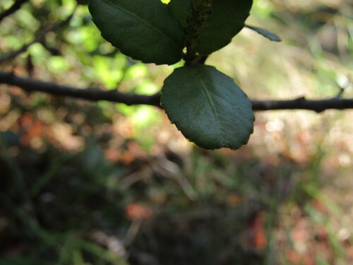 Adenopeltis serrata, photograph 5