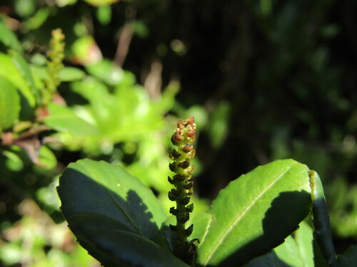 Adenopeltis serrata, photograph 6