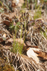 Carex caryophyllea