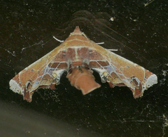 Eutelia pulcherrimus