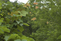 Vitis coignetiae