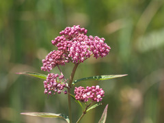 Asclepias incarnata incarnata